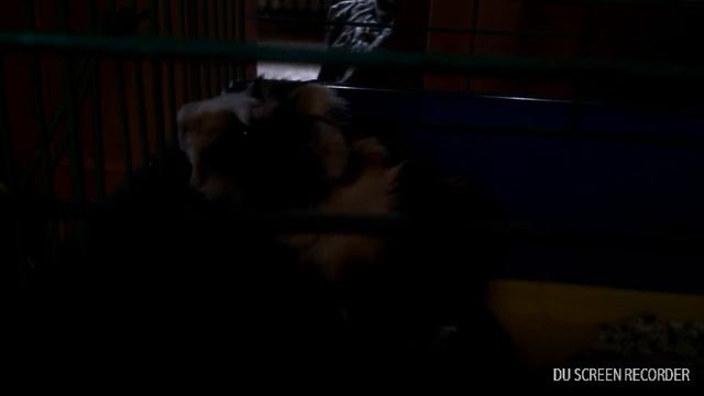 Мои морские свинки!!! смотреть онлайн