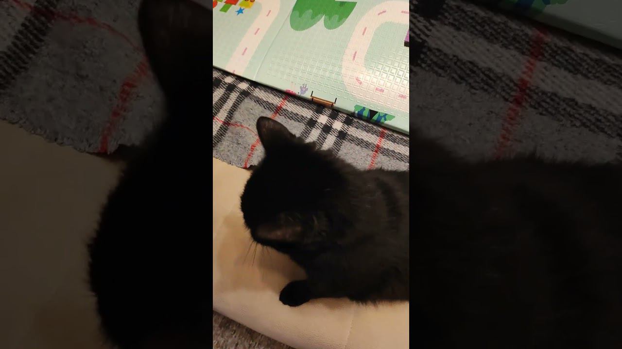 Лучшая охрана для внука)) смотреть онлайн