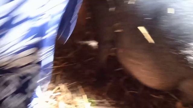 Не планируемое пополнение! Родила самая маленькая свинка, вьетнамка. смотреть онлайн