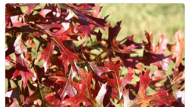 Желуди дуб булавчатый quercus ellipsoidalis купить продажа смотреть онлайн