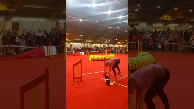 20151115 dog agility demonstration Zooekspo Riga papillon Shakira смотреть онлайн