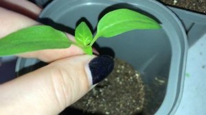 Как пересаживать перец. Пикировка рассады сладкого перца сезон 2020, подробно.