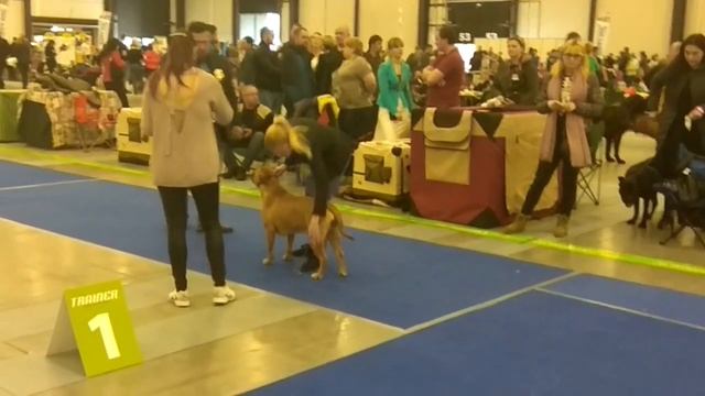 Международная выставка собак CACIB Санкт-Петербург БЕЛЫЕ НОЧИ II 2018 ринг породы ка де бо смотреть онлайн