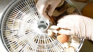 Как сушить грибы в электросушилке.