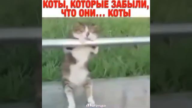 Кто нибудь, скажите им, что они коты смотреть онлайн