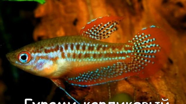 Гурами карликовый смотреть онлайн