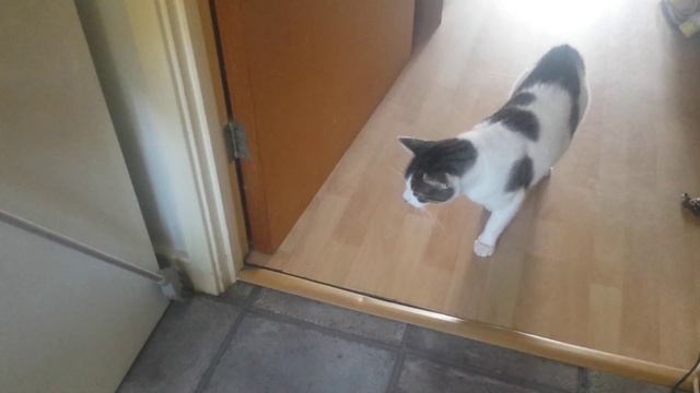Cat fight with litterpicker смотреть онлайн