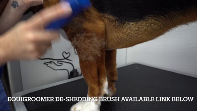 Violation at the dog groomers смотреть онлайн