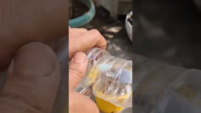 Growing Bougainvillea Plant From Small Cutting #Growing #plants смотреть онлайн