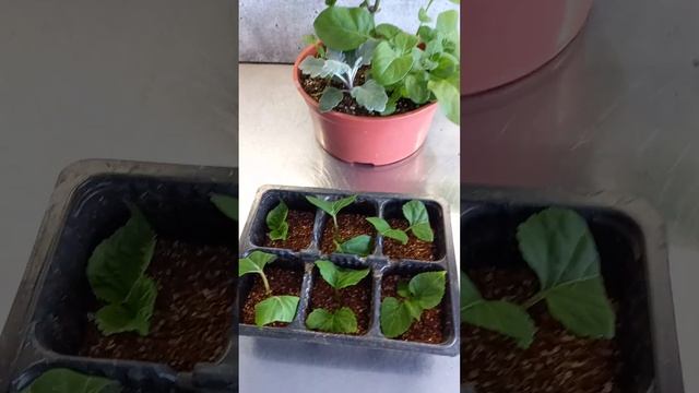 1 марта. Первый день весны. Сальвия в кашпо, уход, обрезка. Часть 2 смотреть онлайн