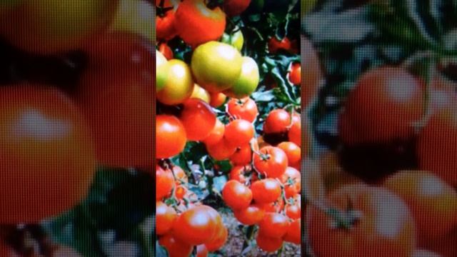 Томаты для открытого грунта. Столыпин. Дубрава! смотреть онлайн