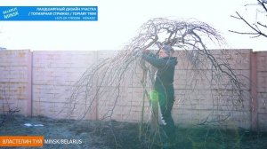 ВЯЗ ШЕРШАВЫЙ. ПЛАКУЧЕЕ ДЕРЕВО на штамбе. КАК ОБРЕЗАТЬ и сформировать @user-qs3ui4et9d .Вяз Кампердо