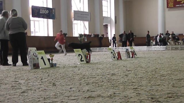 Выставка среднеазиатских овчарок "Азиат-2015", 02.05.15 г., Москва смотреть онлайн