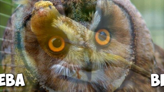 КАКОЙ ВЫ ПИТОМЕЦ ПО ЗНАКУ ЗОДИАКА смотреть онлайн