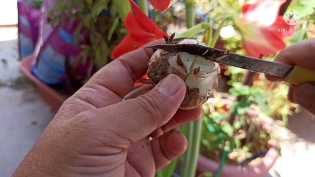 1577 - Amaryllis Lily ke ek bulb se ek sath khub sare plants kaise taiyar karen смотреть онлайн