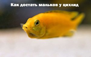 Как достать мальков у цихлид