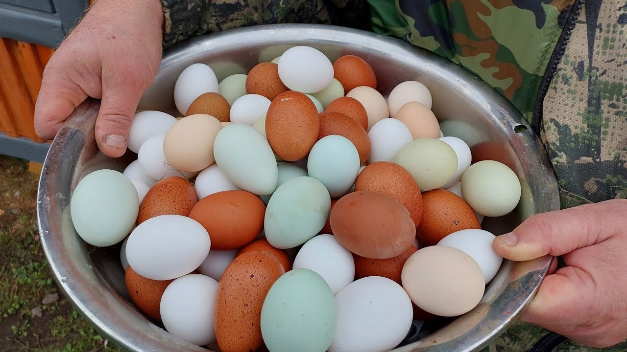 ЛЕГЕНДАРНАЯ ЯЙЦЕНОСКОСТЬ КУР ДЕДА ЧТП . смотреть онлайн