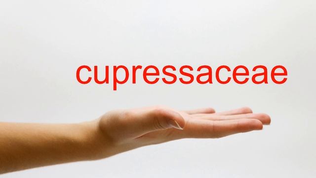 How to Pronounce cupressaceae - American English смотреть онлайн