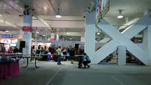 Кобели открытый класс. Баларис ДОМИНАНТ. 12 марта 2017 Краснодар смотреть онлайн