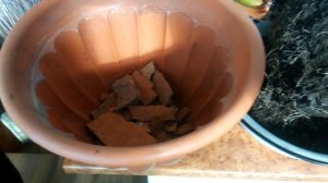 Почему не растет финиковая пальма после пересадки?