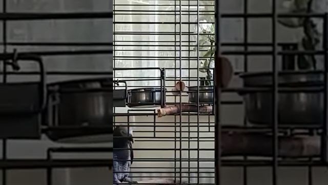 Жако попугаи очень умные и рассудительные. Все действия взвешенные у них. смотреть онлайн