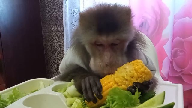 Обезьяна Гоша, день начинается смотреть онлайн