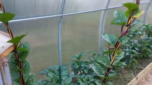 Базелла. Заморский гость на моей даче