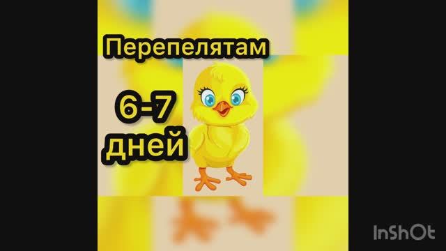 Перепелятам 6-7 дней смотреть онлайн