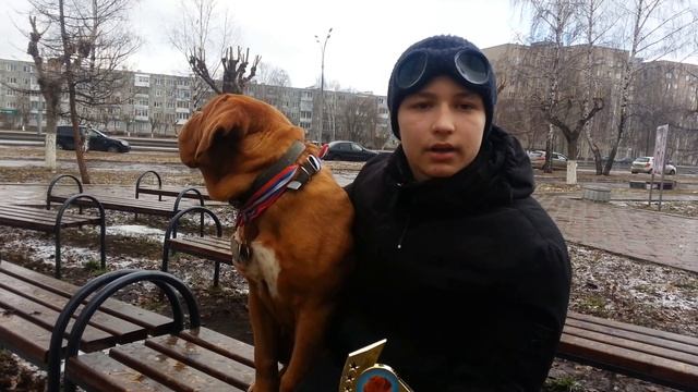Бордоский Дог дрессировка и воспитание город Набережные Челны смотреть онлайн