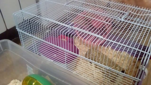 Стеша и Степа бегают ночью в колесе