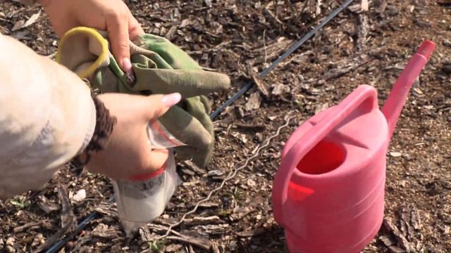 реанимация роз после сложной зимы, питомник роз полины козловой rozarium.biz resuscitation of rose смотреть онлайн