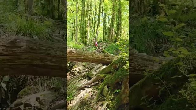 Сочинский колорит 33 водопада и змея Медянка смотреть онлайн