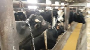 Откорм бычков. обзор фермы. размер сарая. как надо строить  ферму