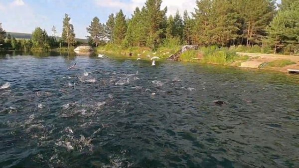 Платная рыбалка. Плюсы/минусы