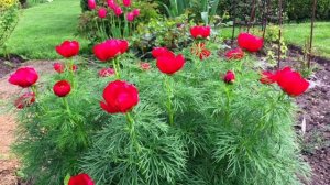 САМЫЙ РАННИЙ  СУПЕР ЭФФЕКТНЫЙ МНОГОЛЕТНИК.  ПОСАДИТЕ ЕГО  ОБЯЗАТЕЛЬНО.