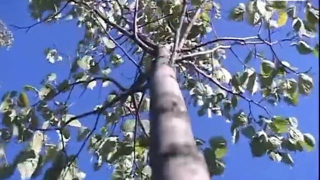 Чебоксарцы предложили свои идеи реконструкции сквера Журналистов смотреть онлайн