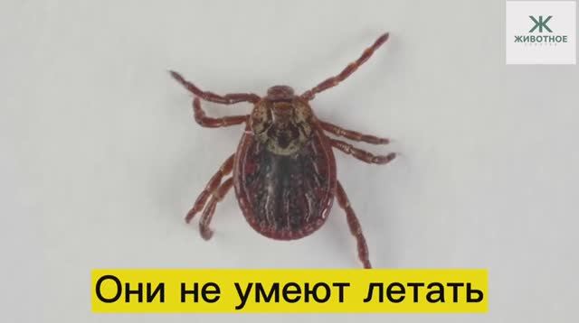 Главное, что необходимо знать о клещах смотреть онлайн