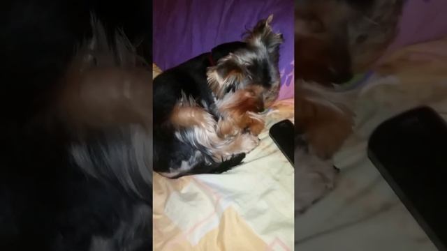 ВИДЕО: Моя собачка Betti дёргается когда спит????????? смотреть онлайн