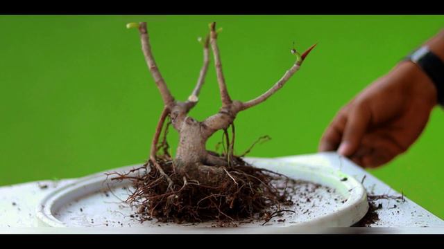 Make A Mame Bonsai At Home | Ficus Bonsai | Mini Bonsai