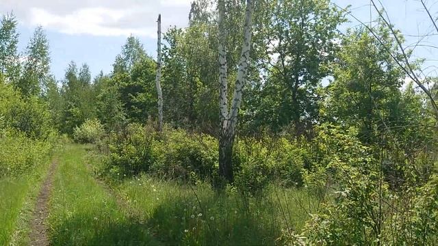 Поездка за цветами караганы древовидной, листьями земляники, крапивы и др. смотреть онлайн