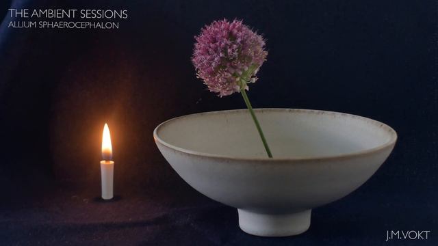 Meditation with an Allium Sphaerocephalon смотреть онлайн