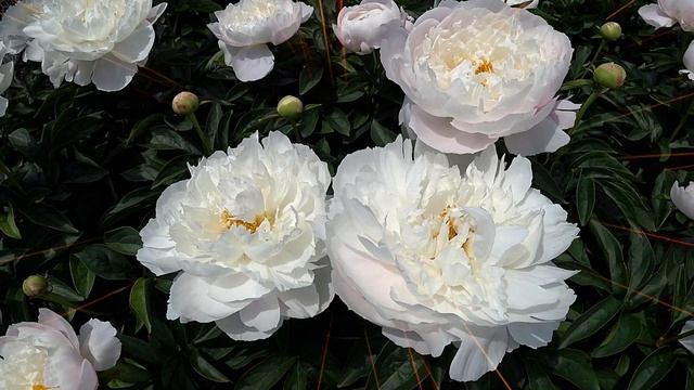 Обильноцветущий белый пион WHITE GRACE / Сад Ворошиловой смотреть онлайн