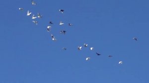 голубь мира - полёт типплеров