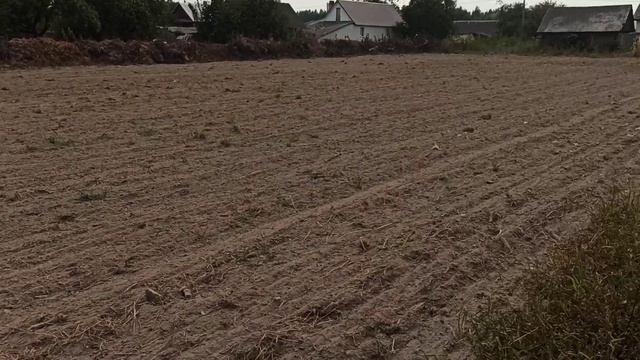 Голубика, 29.08.2022. Как у нас дела ??? смотреть онлайн