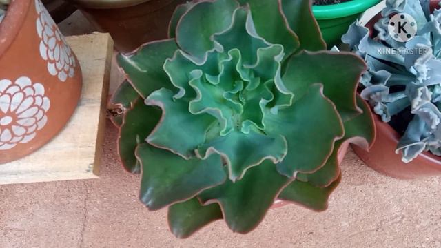 10 Plantas de crescimento rápido смотреть онлайн
