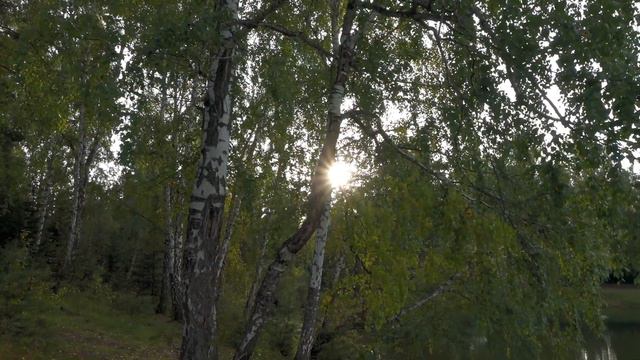 Осенняя зарисовка. Ходите в походы.Больше времени проводите на свежем отдыхе. Поднимай иммунитет смотреть онлайн