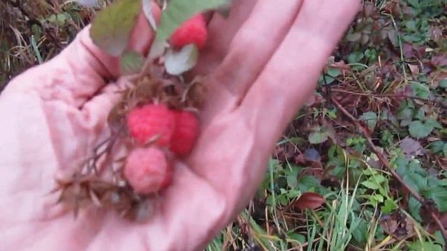 Да, страна странная! смотреть онлайн