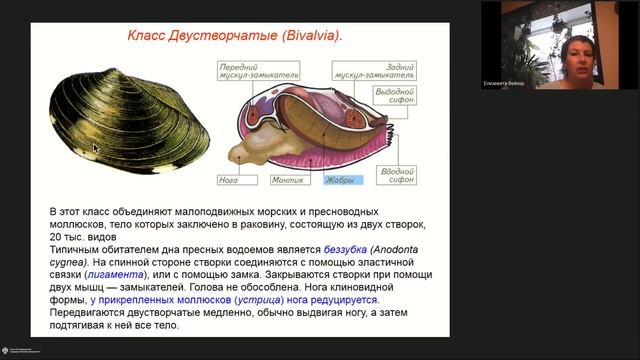 Онлайн-школа СПбГУ 2022/2023. 8 класс. Биология. 10.12.2022 смотреть онлайн