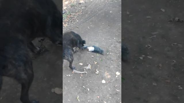 Собака ест человека!!! смотреть онлайн