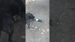 Собака ест человека!!!